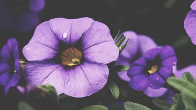 18 Kinds Of Effects And Side Effects Of Probiotics Unique