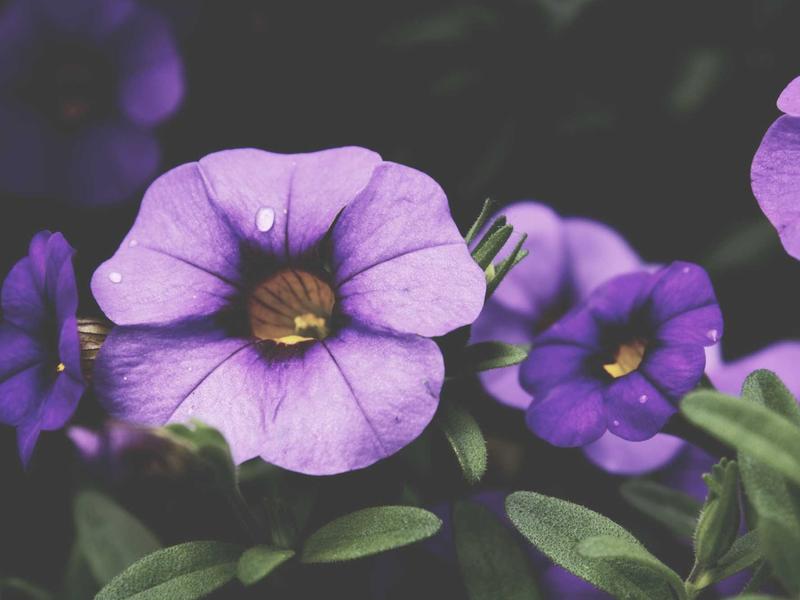 18 Kinds Of Effects And Side Effects Of Probiotics Unique