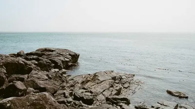 3 Benefits And Side Effects Of Cats Claw 12 Contra Unique