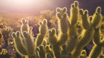 3 Benefits And Side Effects Of Nettle 9 Contraindi Unique