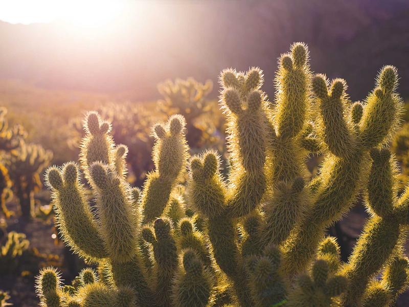 3 Benefits And Side Effects Of Nettle 9 Contraindi Unique