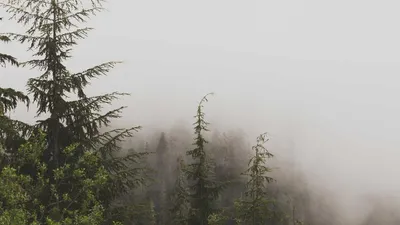 3 Benefits And Side Effects Of Slippery Elm Bark 4 Unique