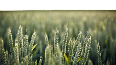 3 Kinds Of Health Foods Beneficial To Age Related Unique