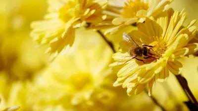 4 Benefits And Side Effects Of Bee Pollen