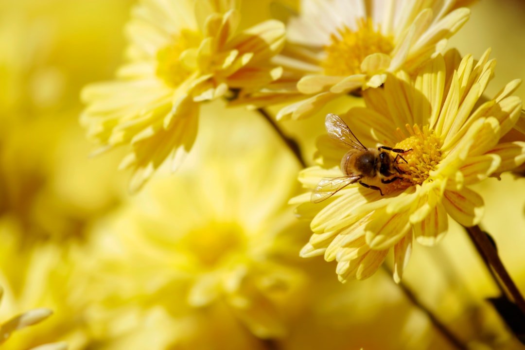4 Benefits And Side Effects Of Bee Pollen