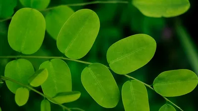 4 Benefits And Side Effects Of Moringa 5 Contraind