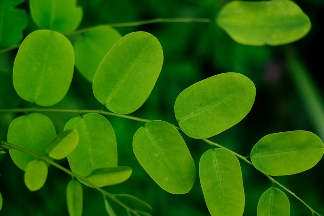 4 Benefits And Side Effects Of Moringa 5 Contraind