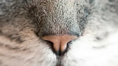 5 Benefits And Side Effects Of Cod Liver Oil 3 Con Unique