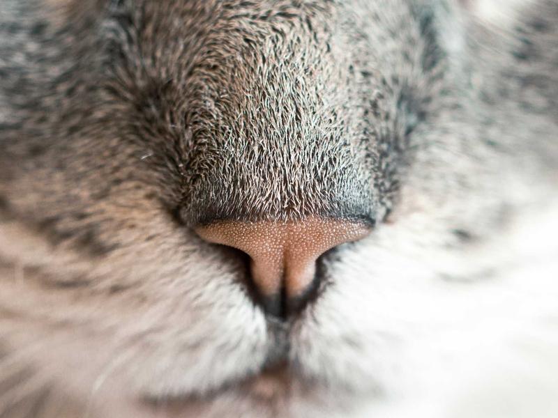 5 Benefits And Side Effects Of Cod Liver Oil 3 Con Unique