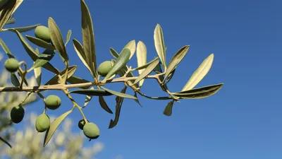 5 Benefits And Side Effects Of Olive Oil Point 3 I