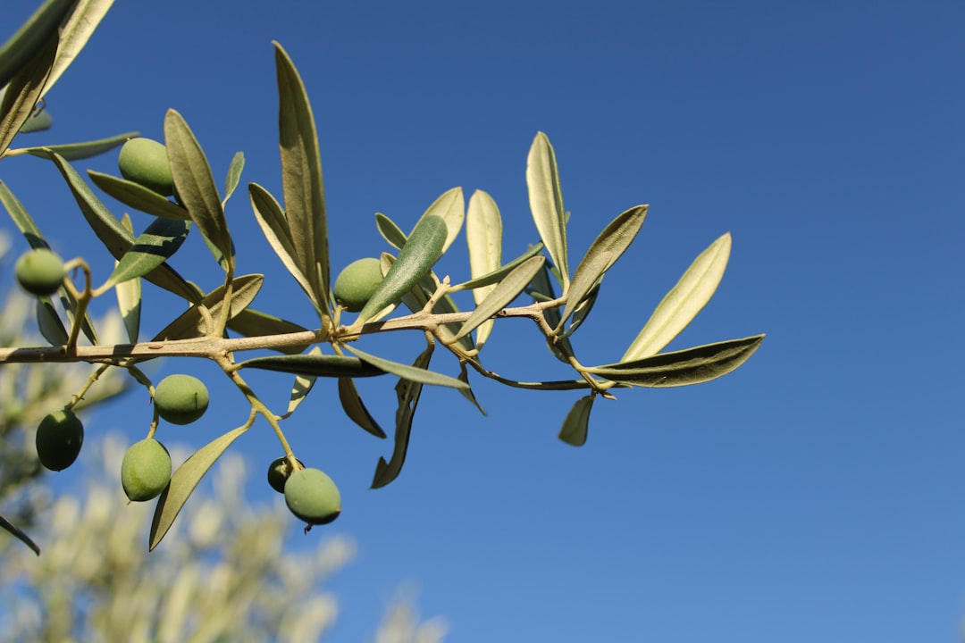 5 Benefits And Side Effects Of Olive Oil Point 3 I