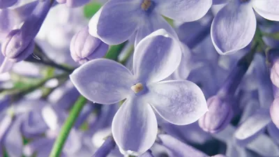 5 Kinds Of Effects And Side Effects Of Lavender Es
