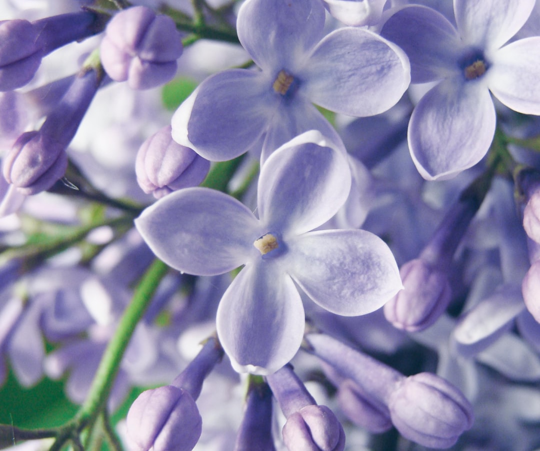 5 Kinds Of Effects And Side Effects Of Lavender Es