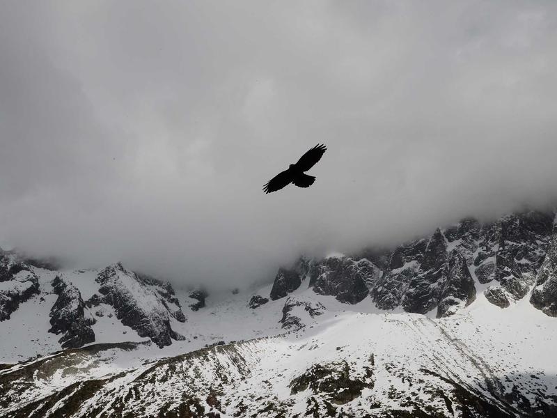 5 Kinds Of Effects And Side Effects Of Pomegranate Unique