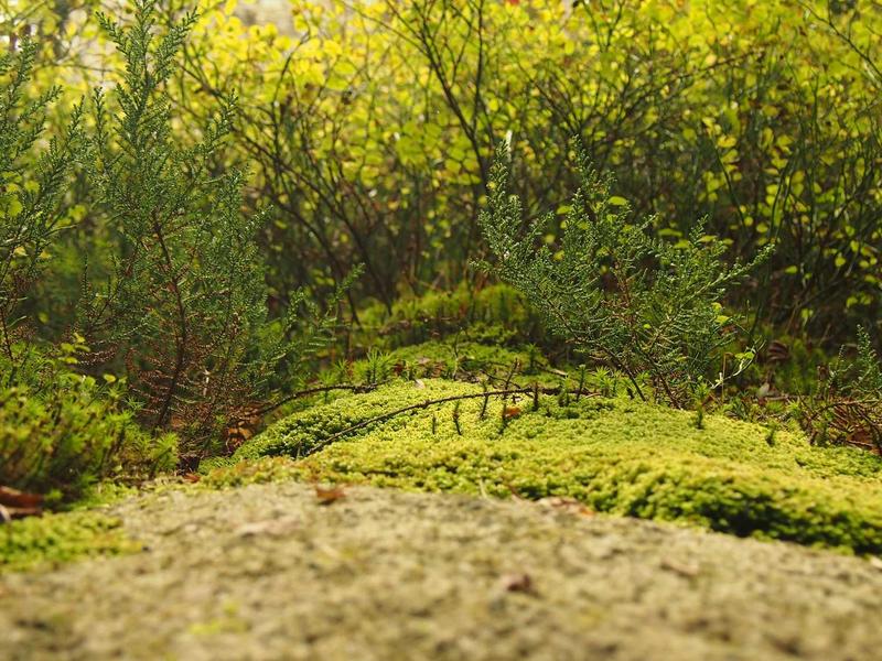 6 Complementary Therapies That Are Beneficial For Unique