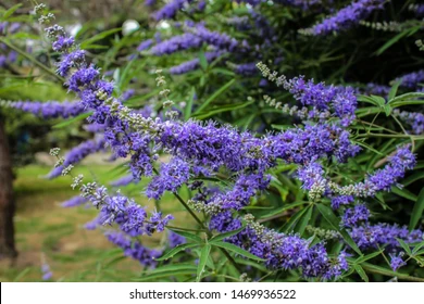 7 Functions And Side Effects Of Rhodiola Point 3 I