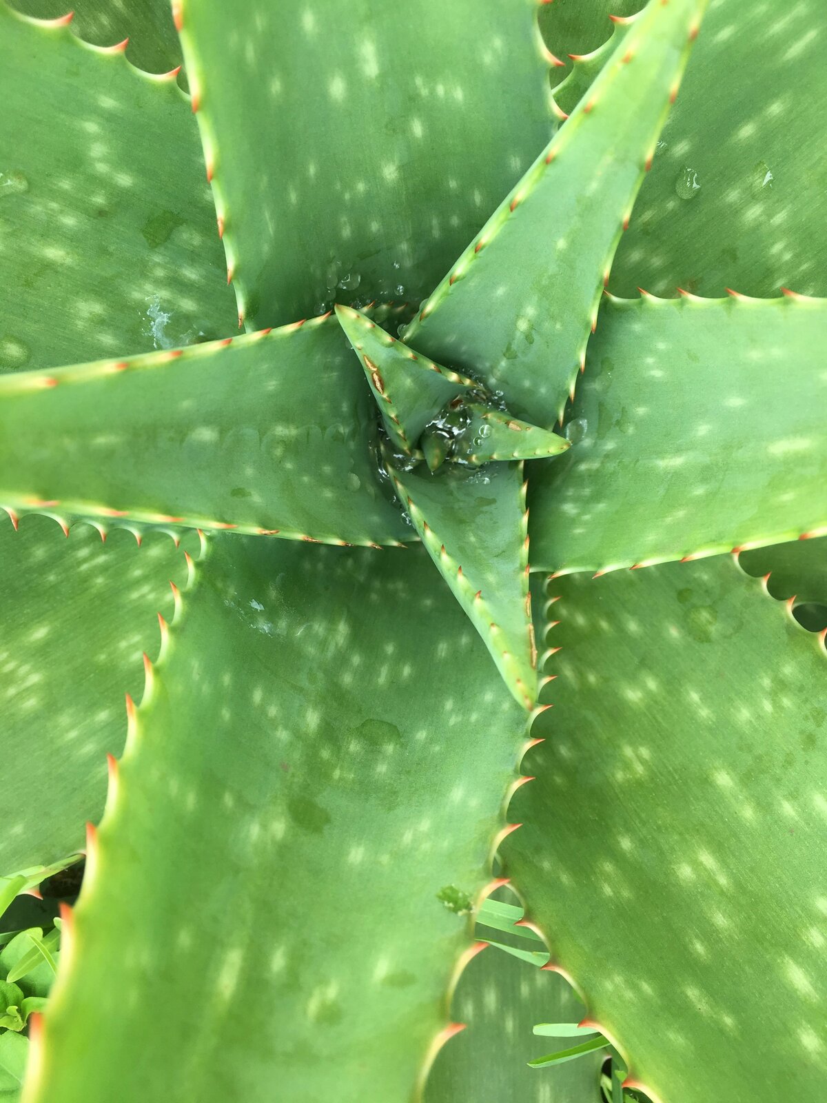 Aloe vera plant close-up, a natural supplement studied for interstitial cystitis relief