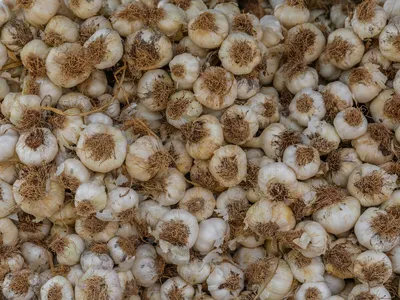 Fresh garlic bulbs and cloves on a wooden cutting board