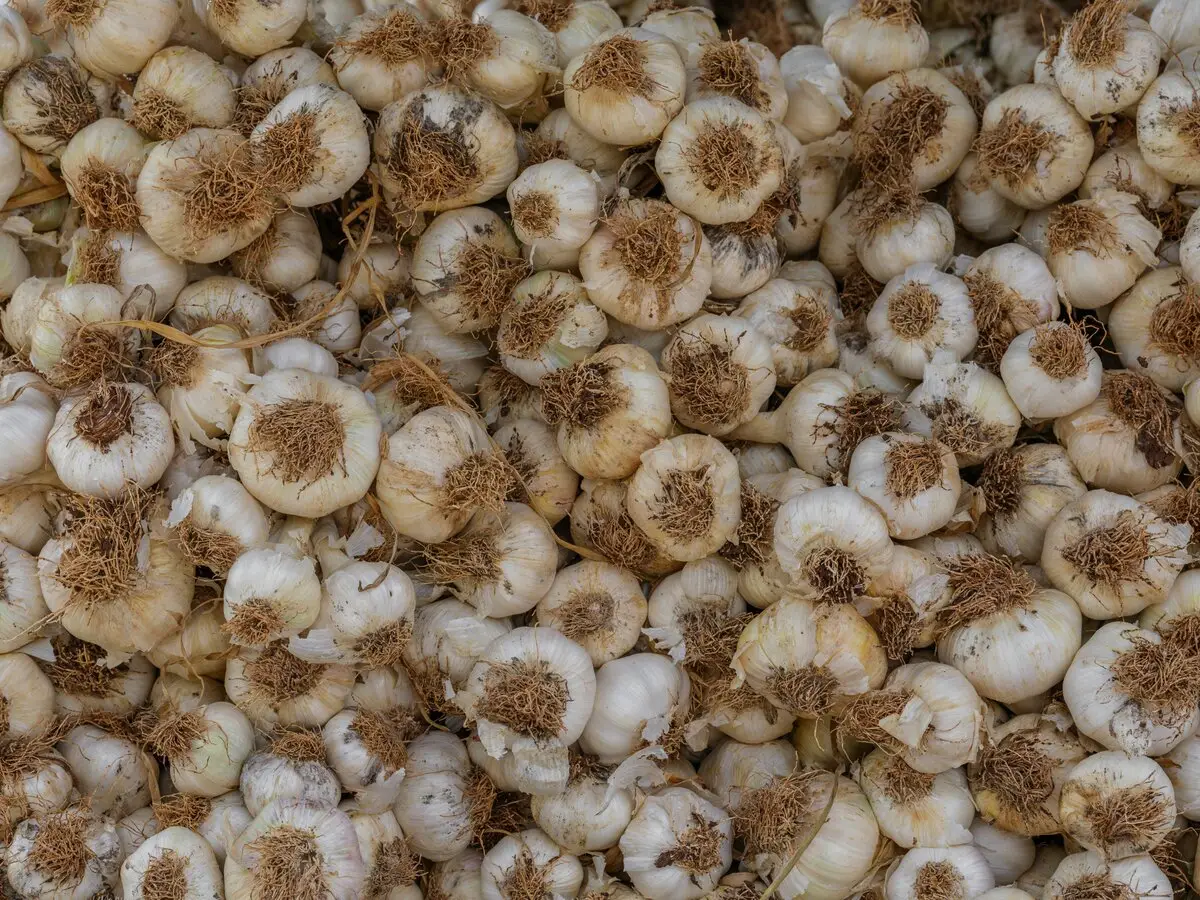 Fresh garlic bulbs and cloves on a wooden cutting board