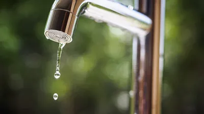 How To Use Oregano Oil