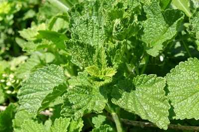 Dried nettle root pieces and fresh stinging nettle leaves used for bladder health