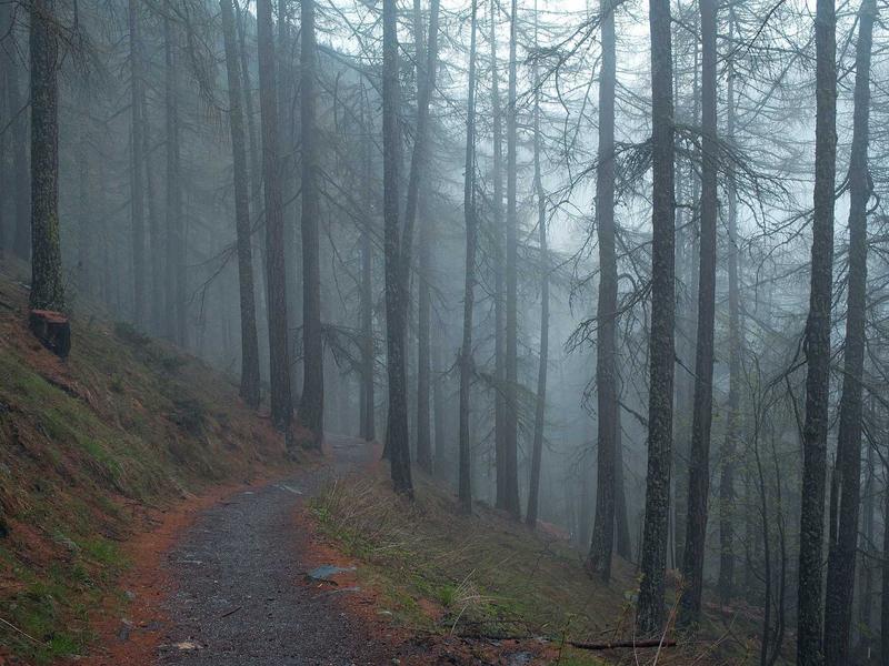 The 3 Effects And Side Effects Of Black Cohosh 6 C Unique